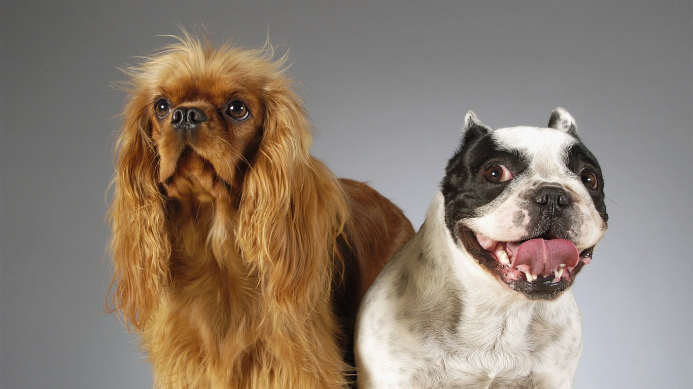 Puppy Photo HD wallpapers (6) #20 - 1366x768