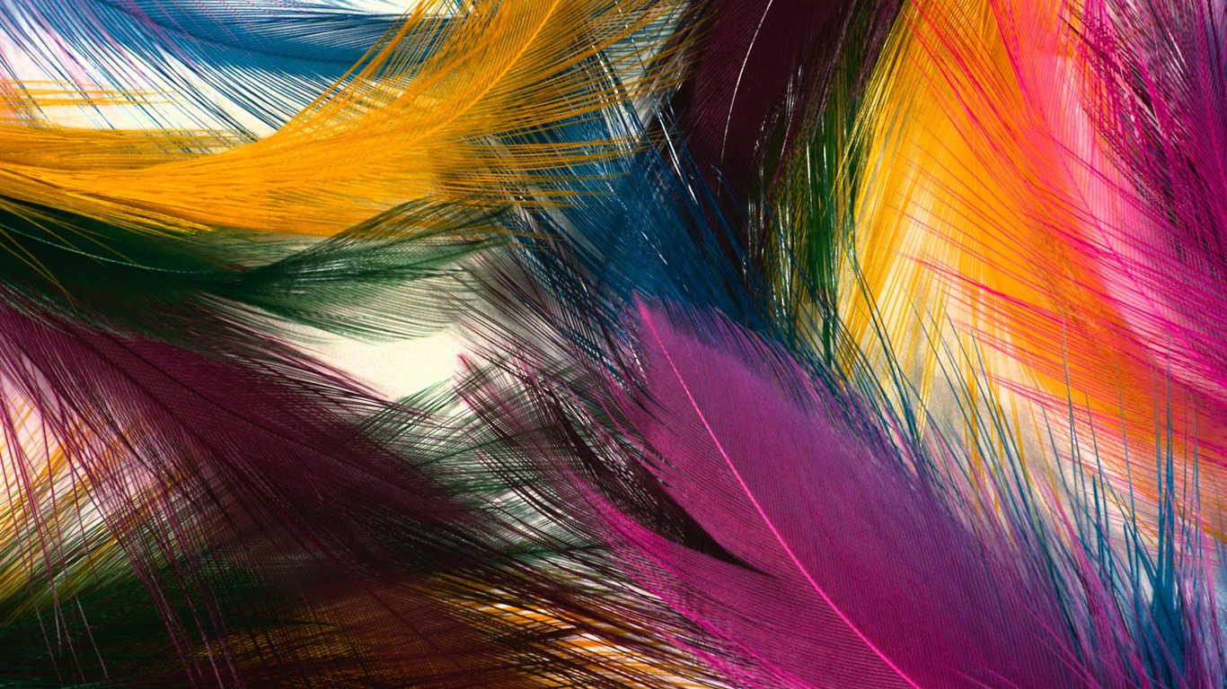 barevné peří křídla close-up tapety (1) #1 - 1366x768