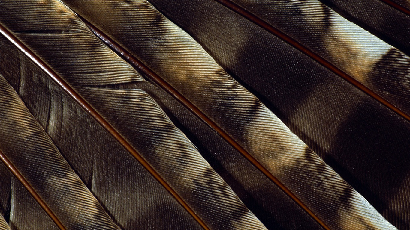 barevné peří křídla close-up tapety (1) #4 - 1366x768