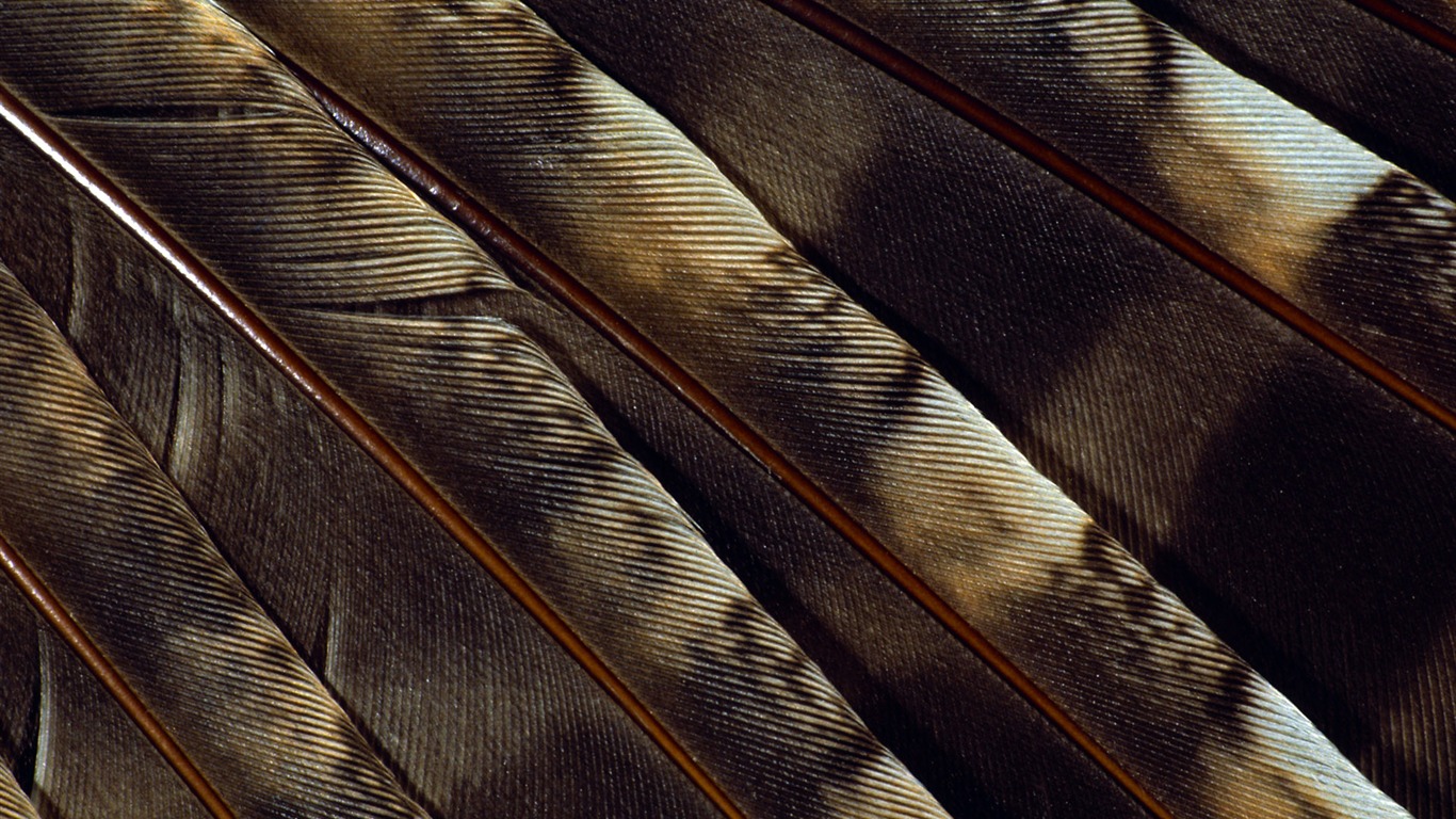 炫彩羽毛翅膀特寫 壁紙(一) #4 - 1366x768