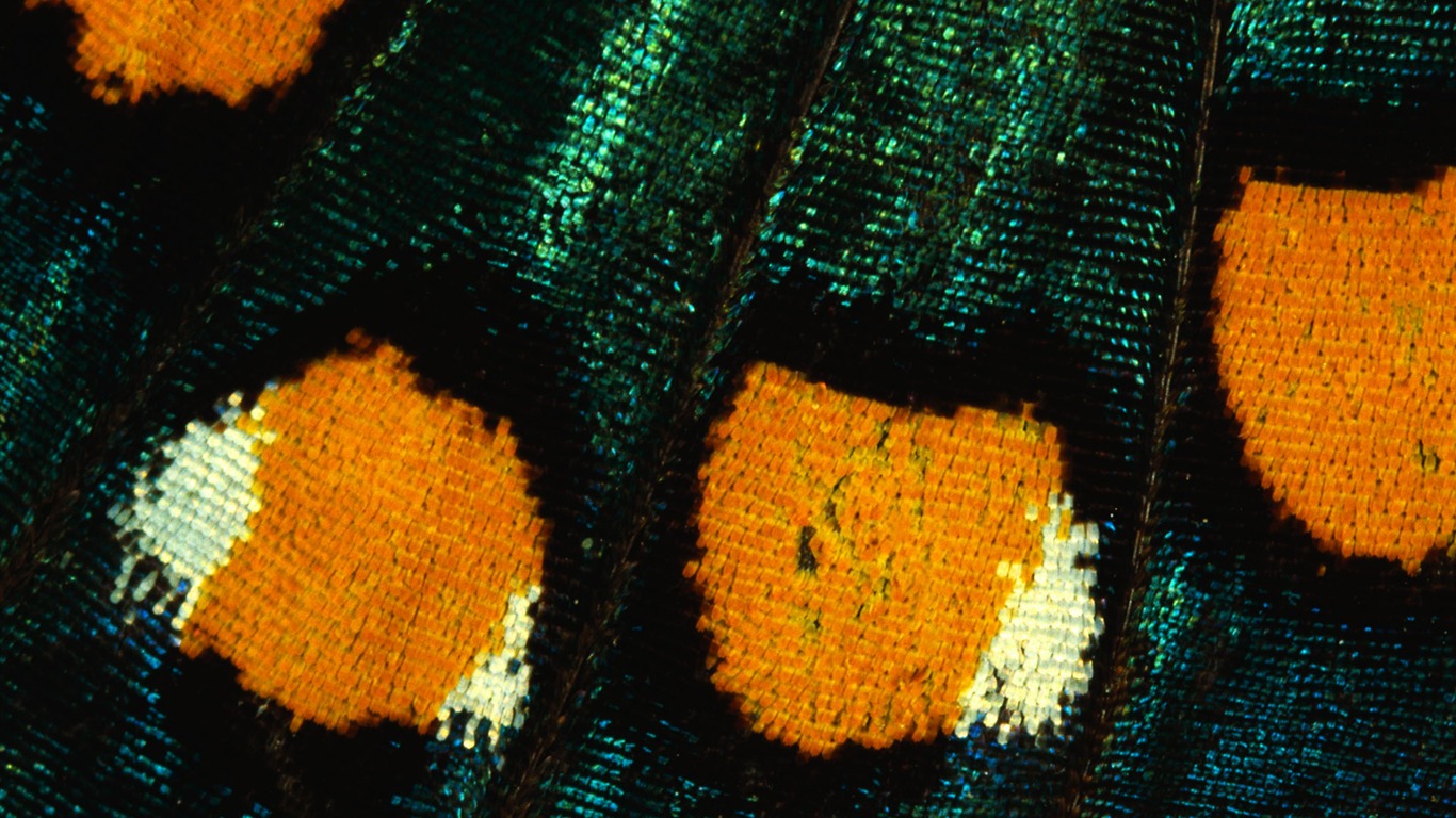 barevné peří křídla close-up tapety (1) #6 - 1366x768