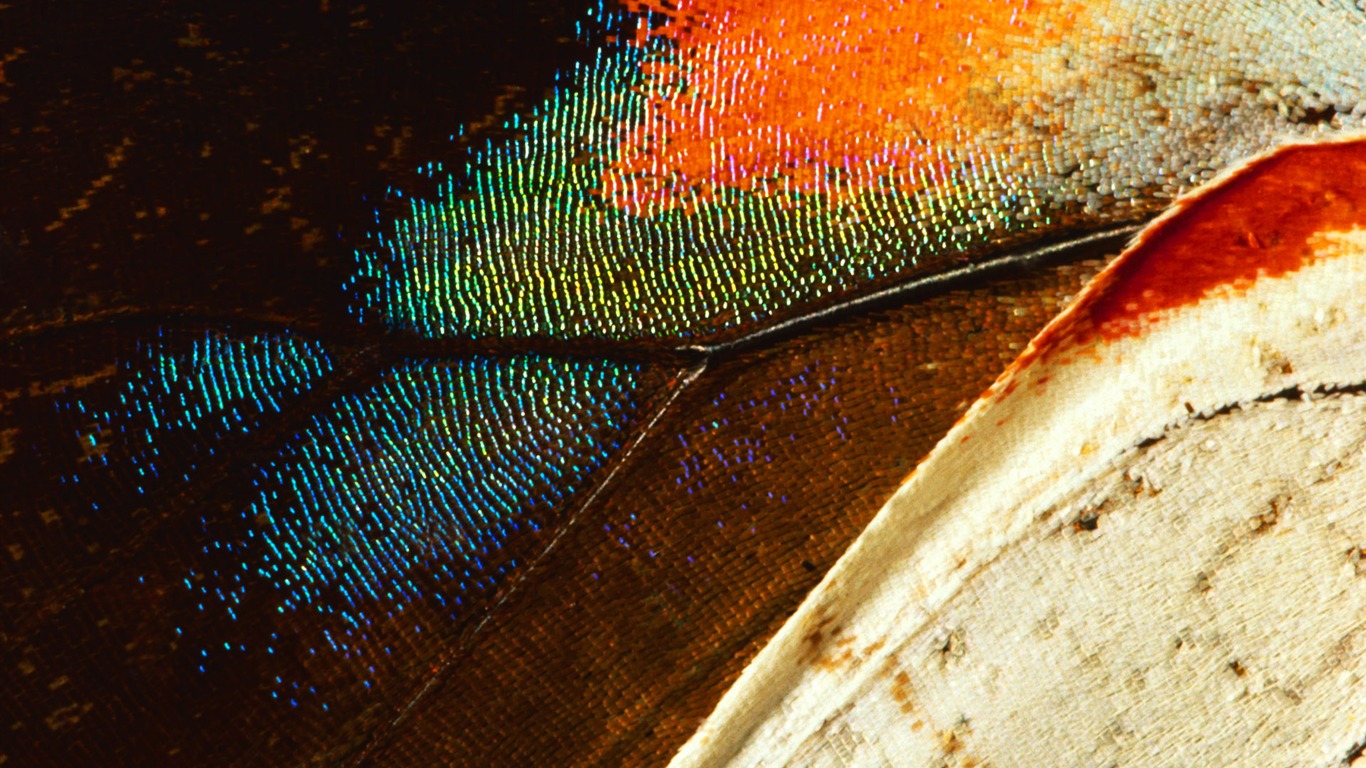 barevné peří křídla close-up tapety (1) #7 - 1366x768