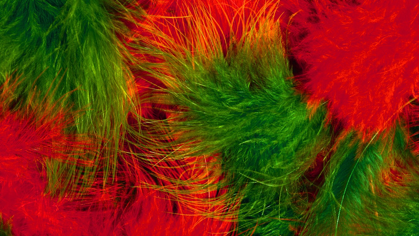 barevné peří křídla close-up tapety (1) #9 - 1366x768