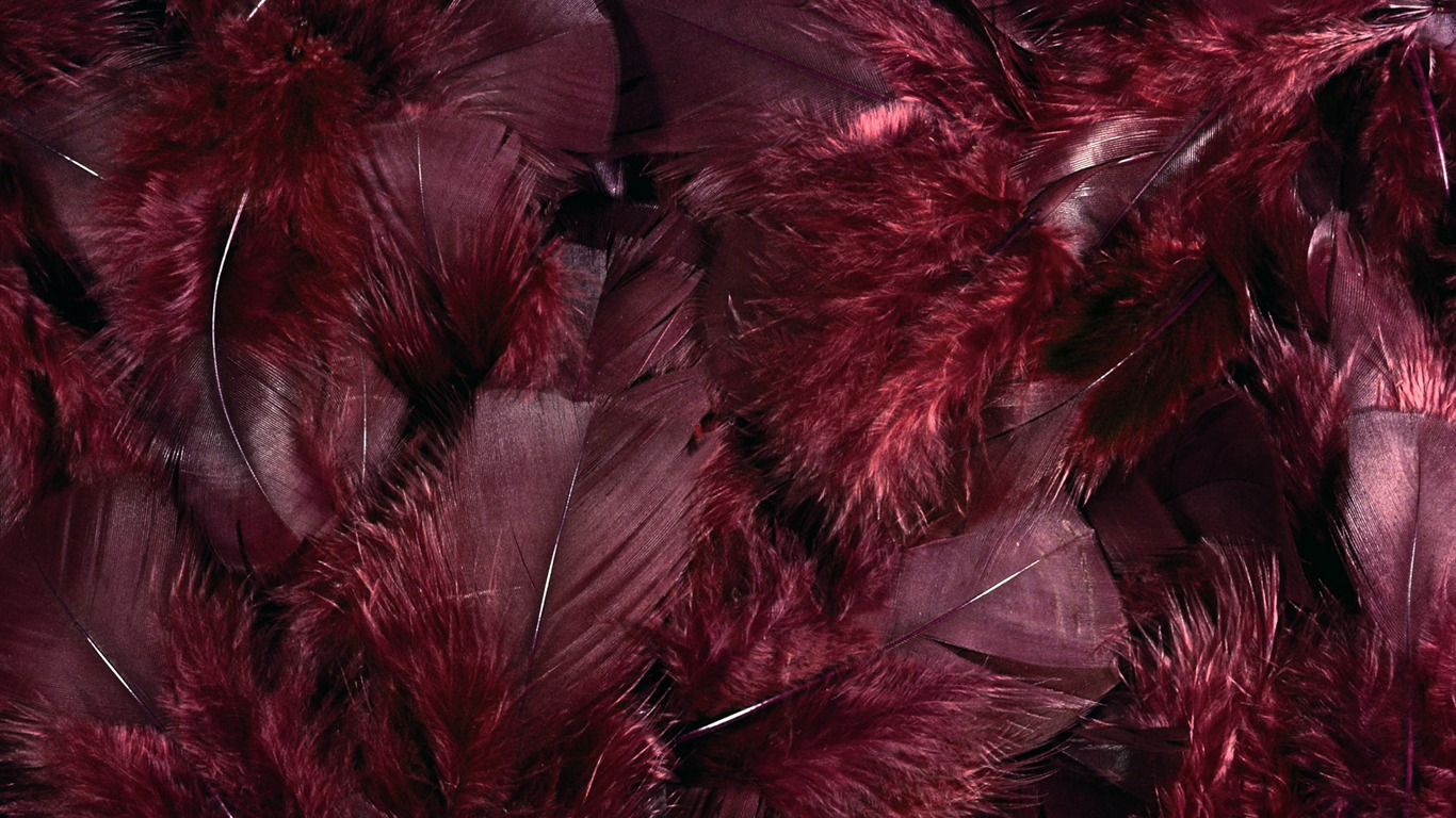 barevné peří křídla close-up tapety (1) #10 - 1366x768