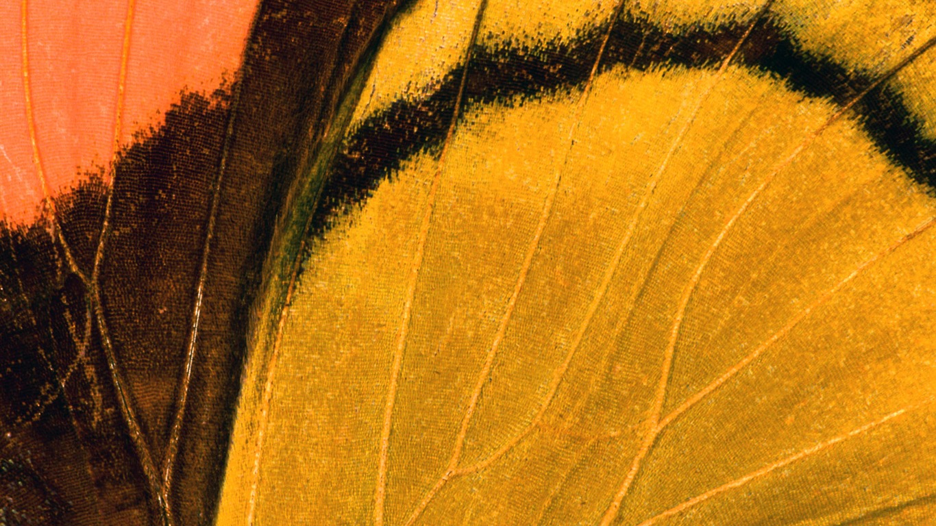 barevné peří křídla close-up tapety (1) #11 - 1366x768