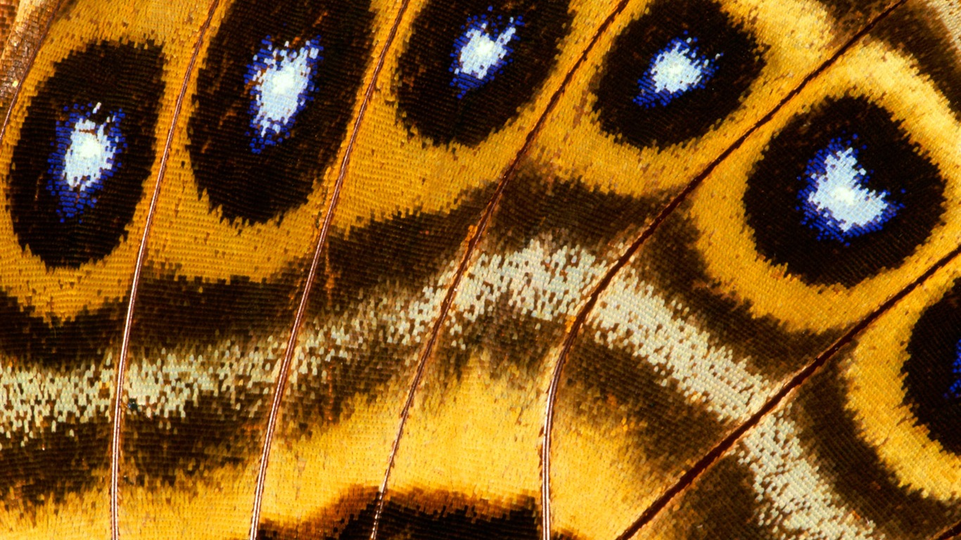 barevné peří křídla close-up tapety (1) #12 - 1366x768