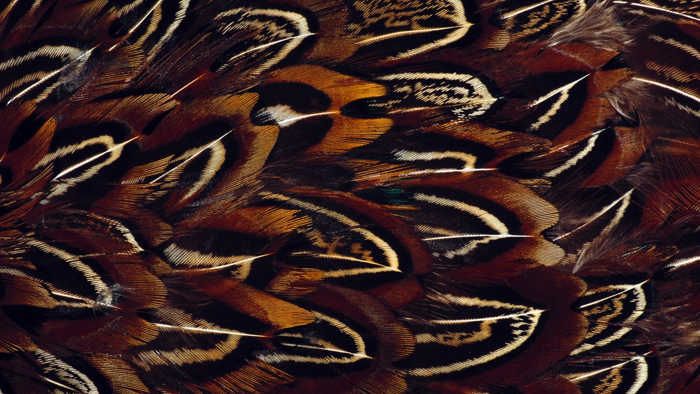 Colorful feather wings close-up wallpaper (1) #13 - 1366x768
