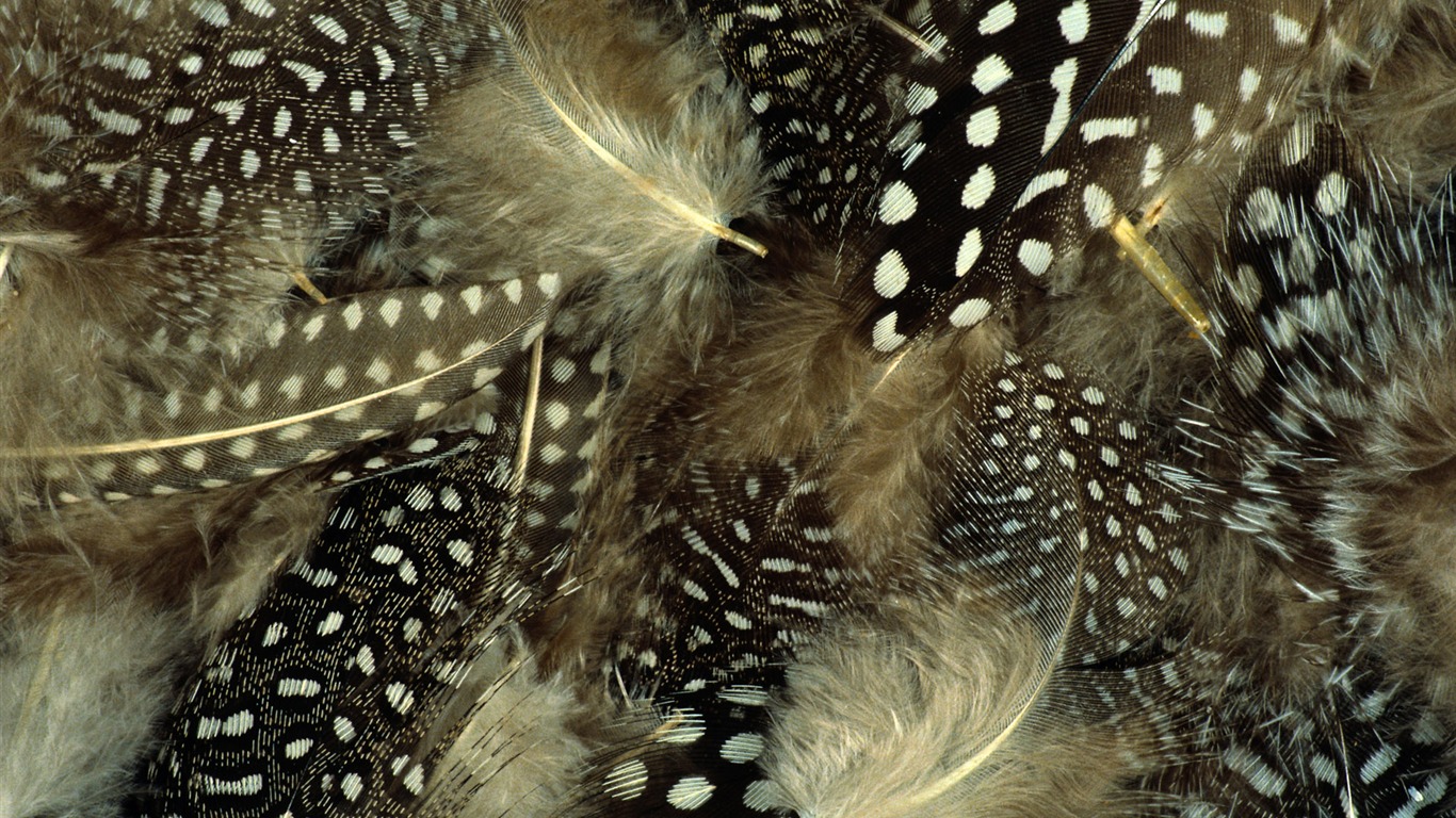 barevné peří křídla close-up tapety (1) #14 - 1366x768