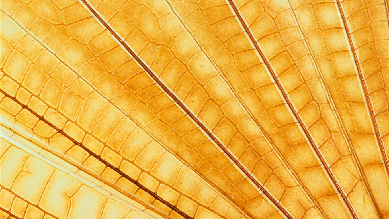 barevné peří křídla close-up tapety (1) #15 - 1366x768