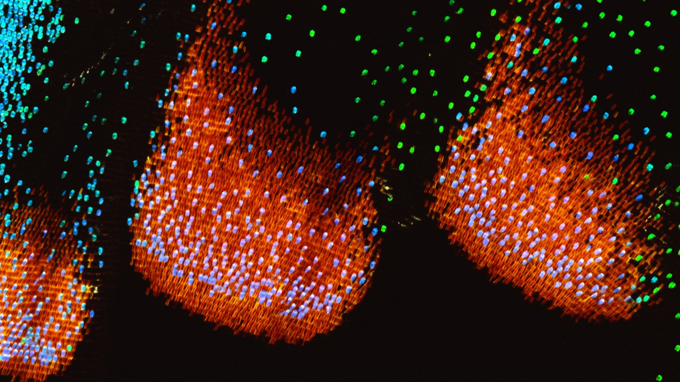 barevné peří křídla close-up tapety (1) #16 - 1366x768