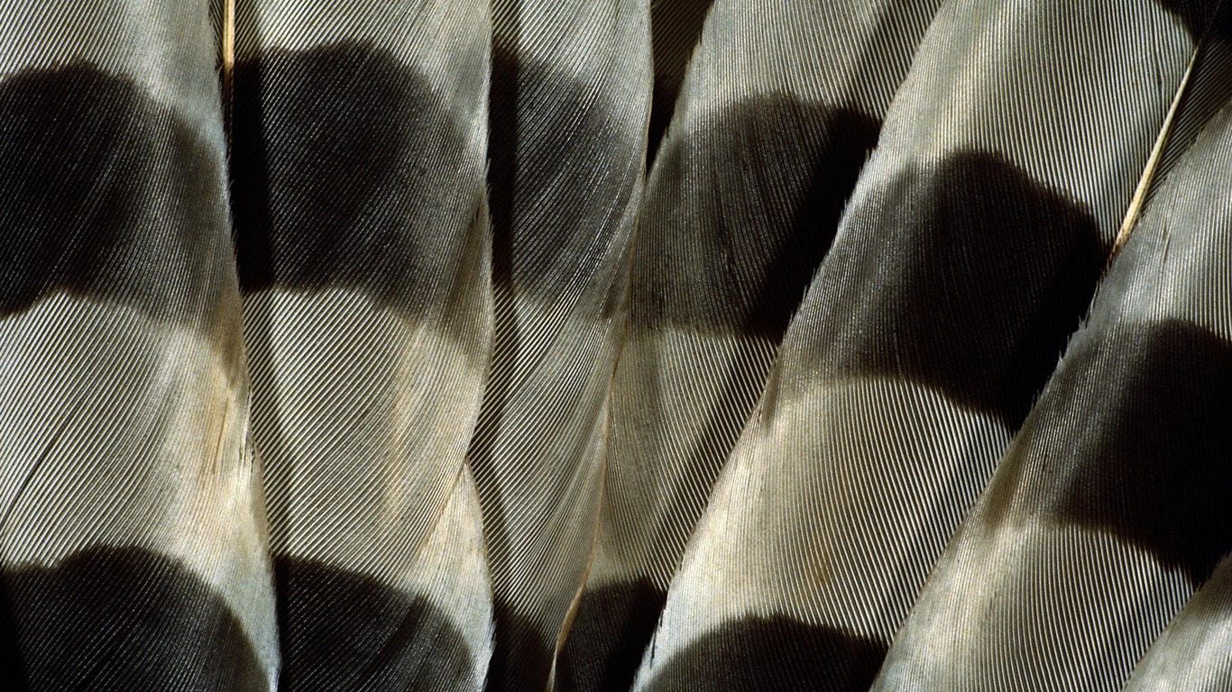 barevné peří křídla close-up tapety (1) #17 - 1366x768