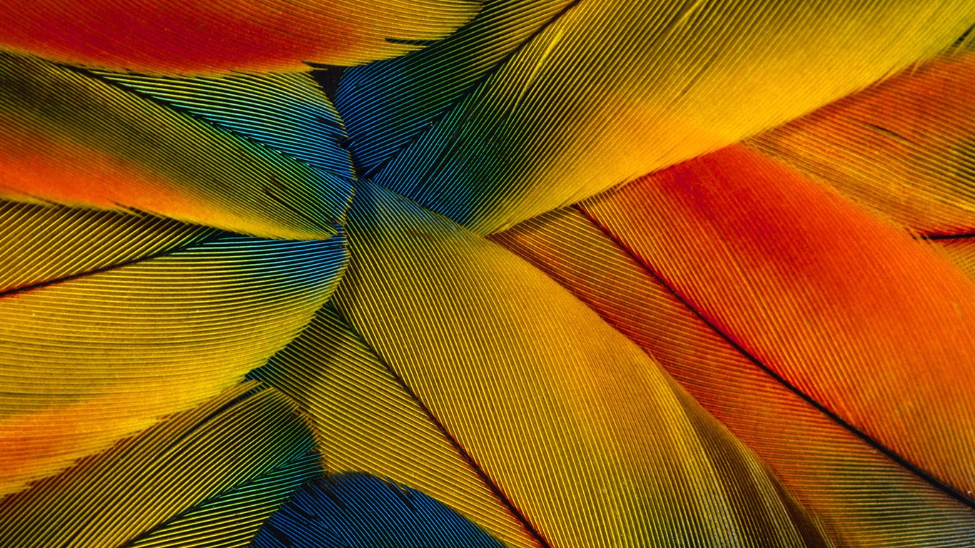 barevné peří křídla close-up tapety (1) #19 - 1366x768