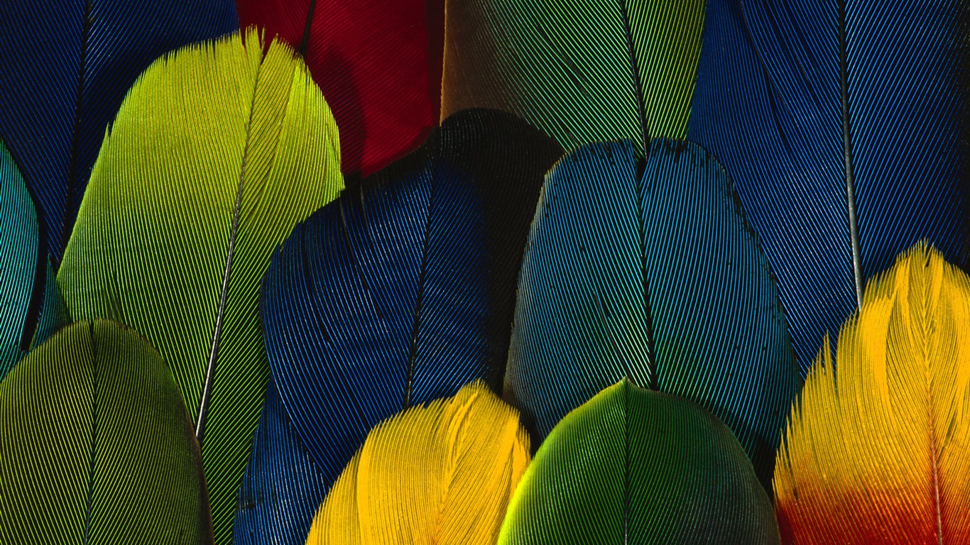 barevné peří křídla close-up tapety (1) #20 - 1366x768