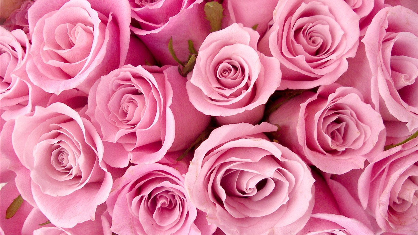 Large Rose Photo Wallpaper (2) #4 - 1366x768