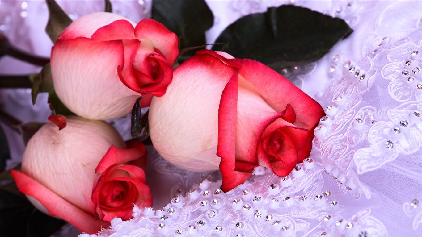 Large Rose Photo Wallpaper (2) #18 - 1366x768