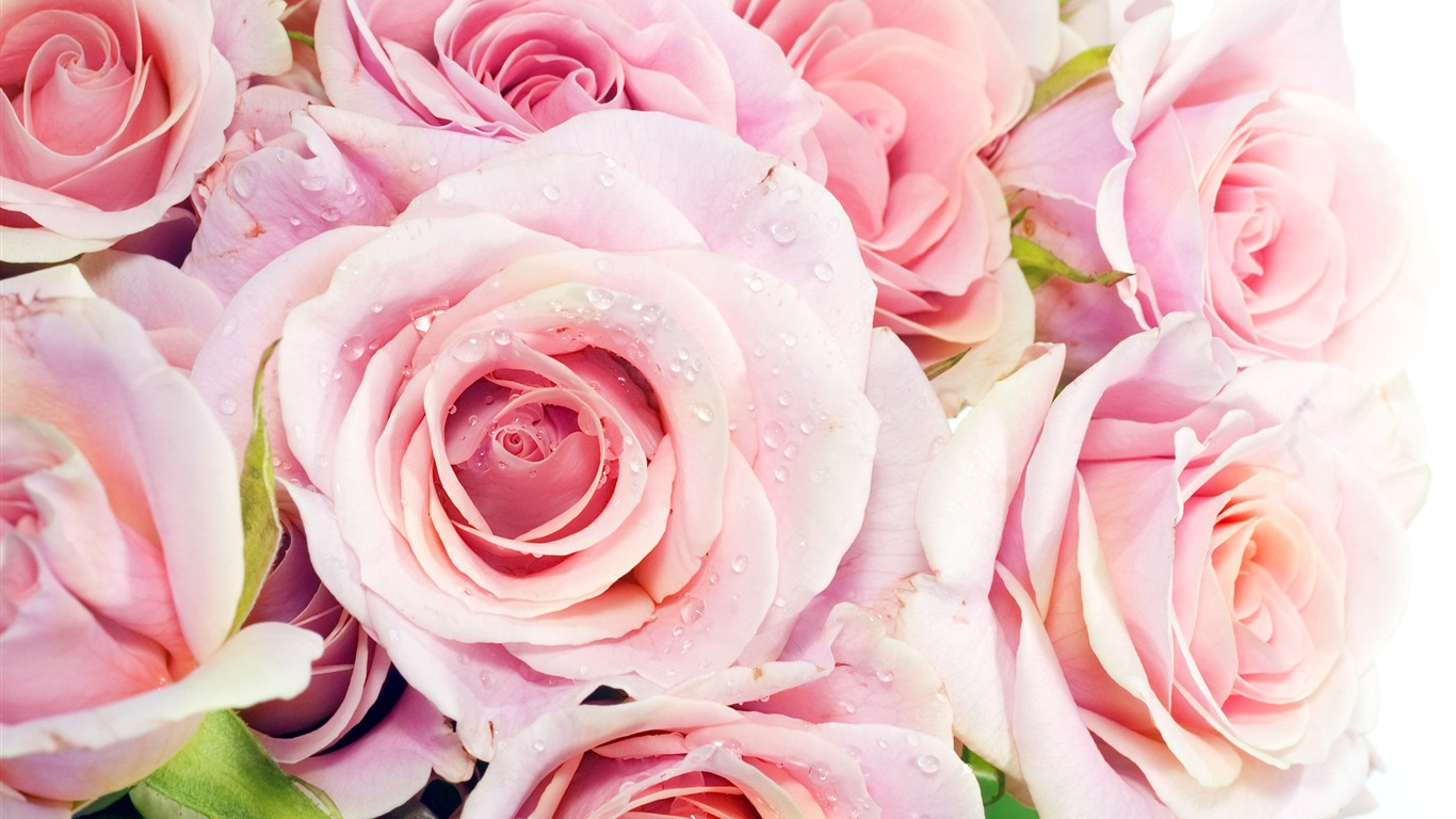 Large Rose Photo Wallpaper (2) #20 - 1366x768