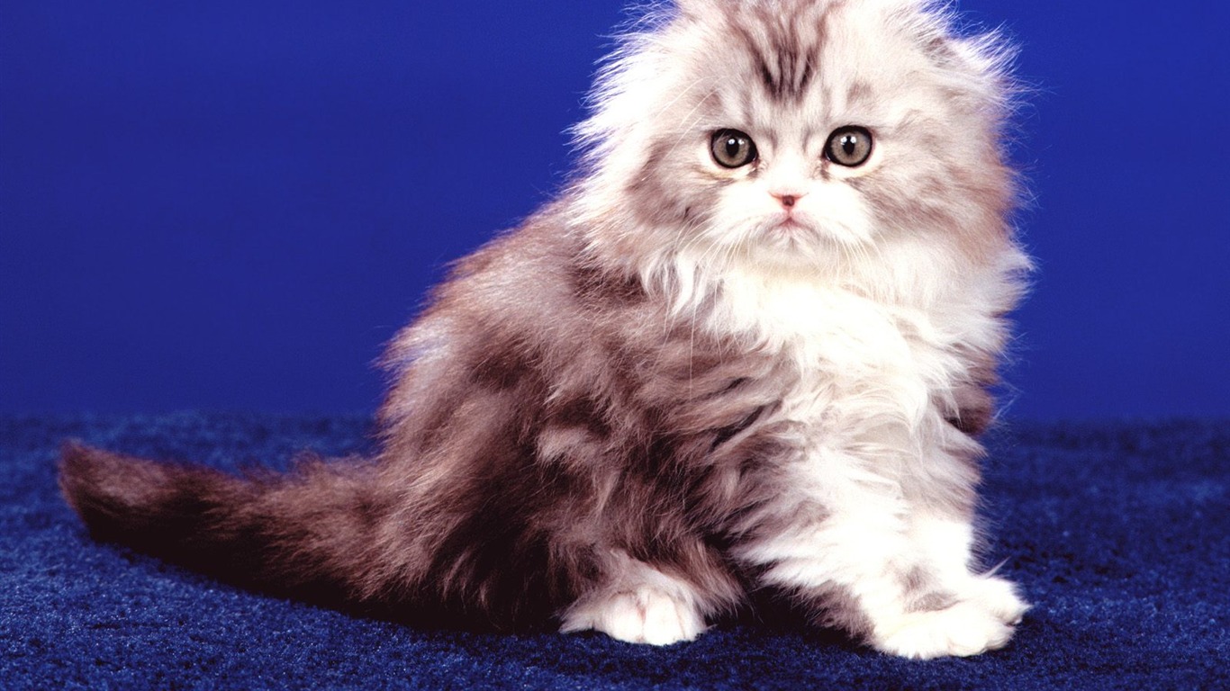 1600 Cat Foto tapety (3) #3 - 1366x768