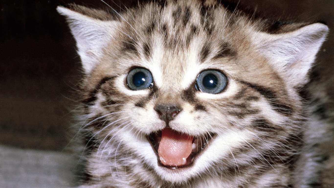 1600 Cat Photo Wallpaper (3) #8 - 1366x768