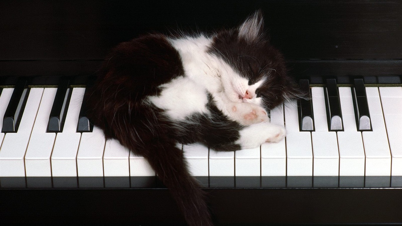 1600 Cat Foto tapety (3) #16 - 1366x768