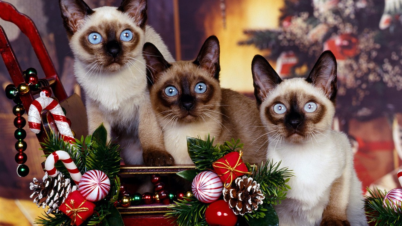 1600 Cat Foto tapety (3) #19 - 1366x768