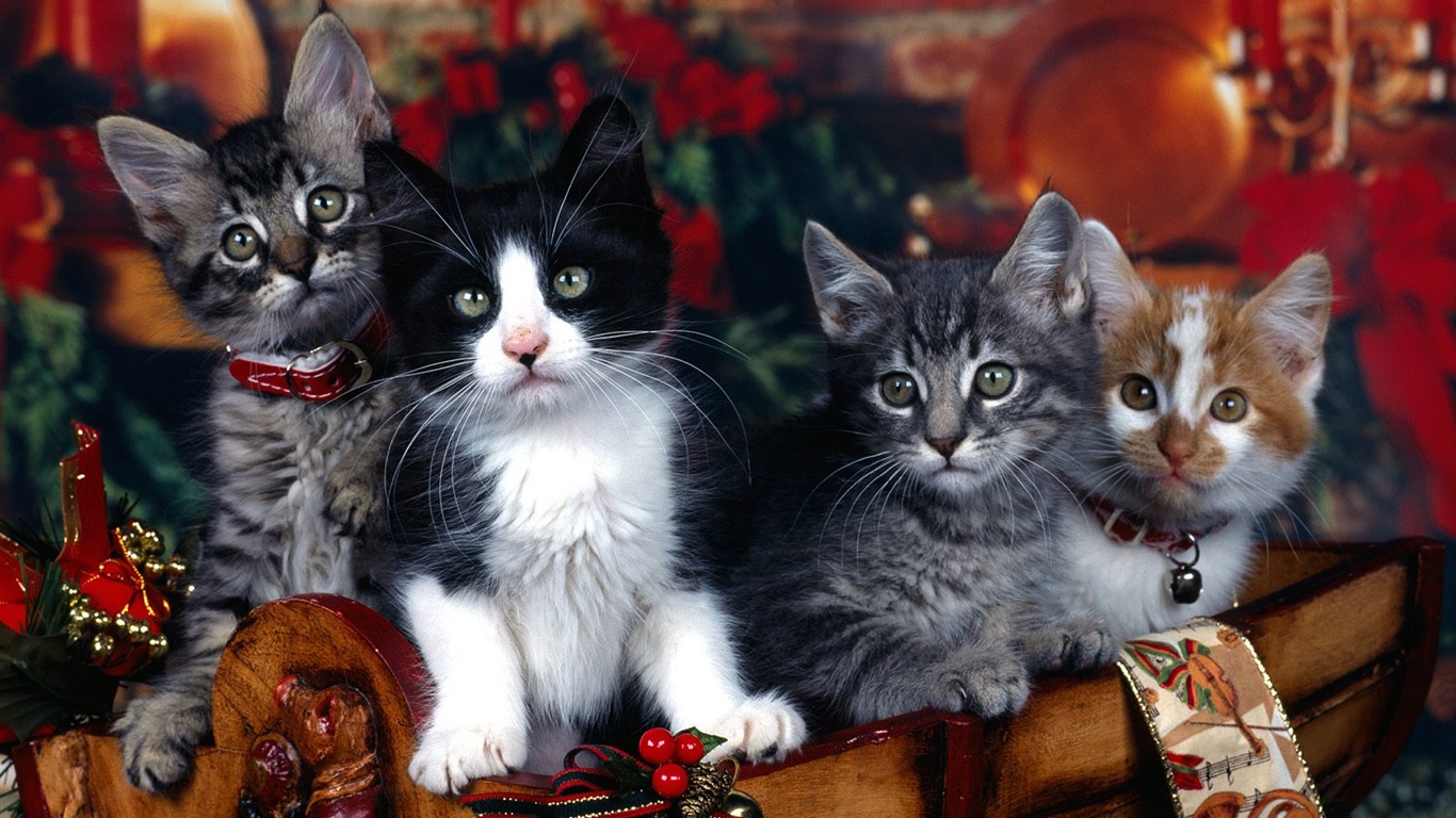 1600 Cat Foto tapety (3) #20 - 1366x768