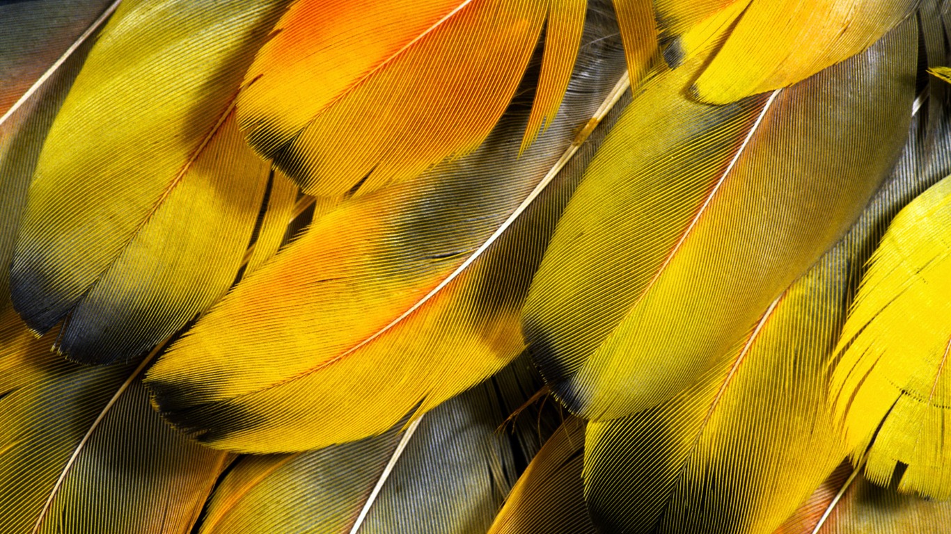 ailes de plumes colorées wallpaper close-up (2) #2 - 1366x768