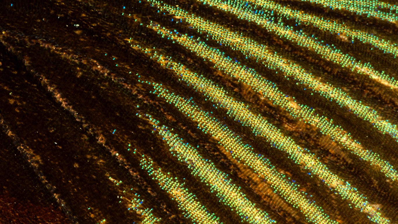 barevné peří křídla close-up tapetu (2) #4 - 1366x768