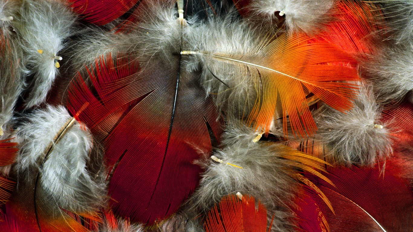 Colorful feather wings close-up wallpaper (2) #5 - 1366x768