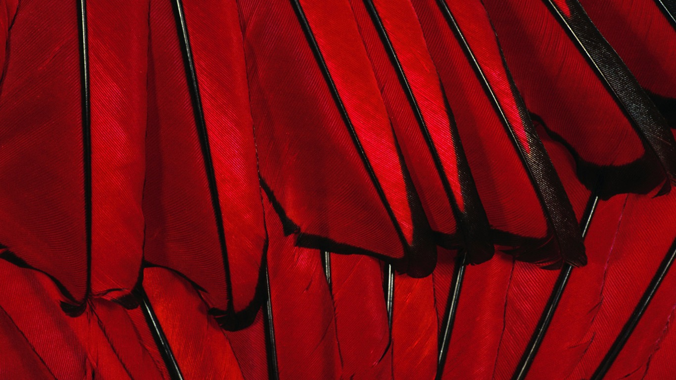 ailes de plumes colorées wallpaper close-up (2) #6 - 1366x768