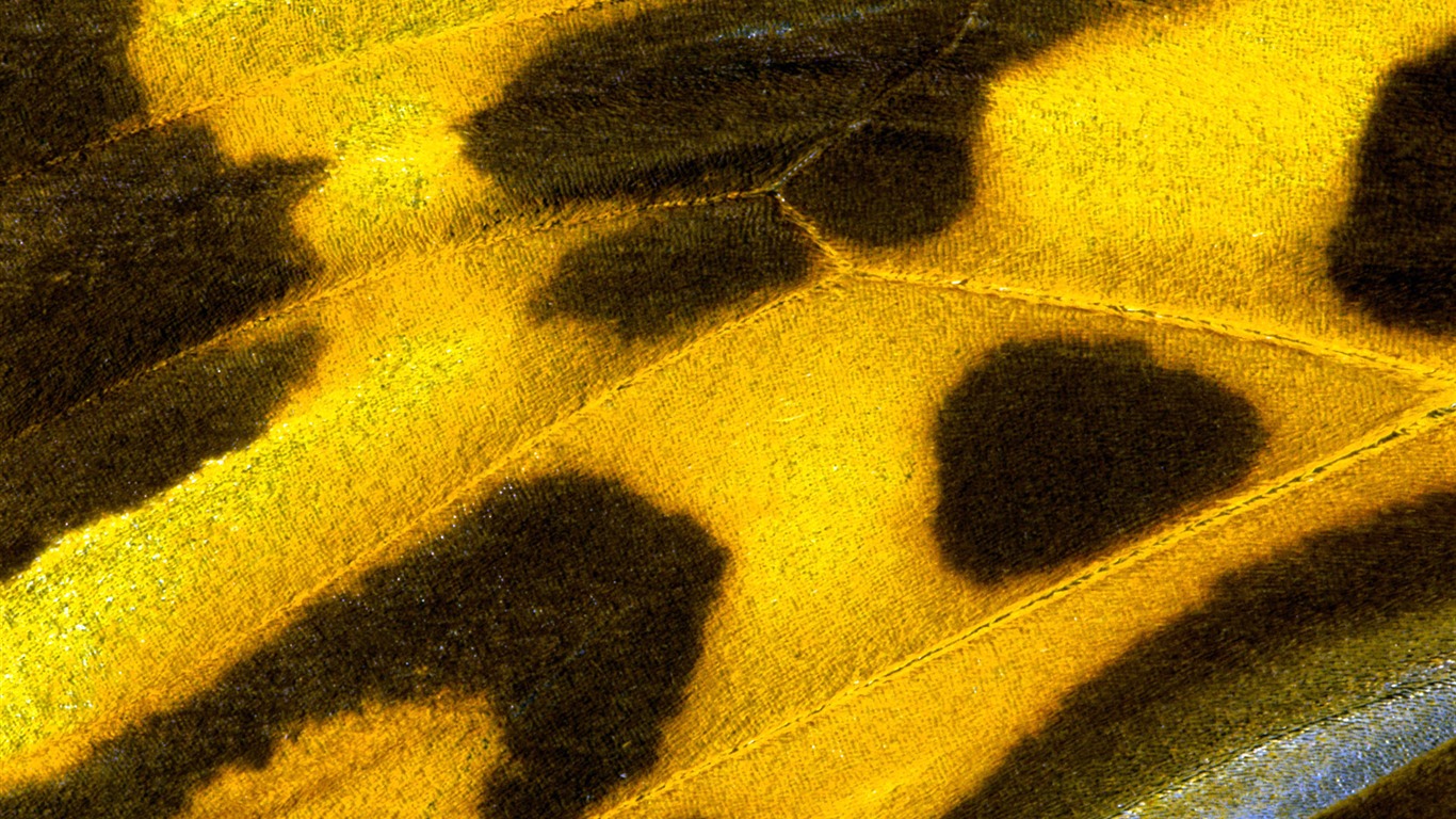 barevné peří křídla close-up tapetu (2) #7 - 1366x768