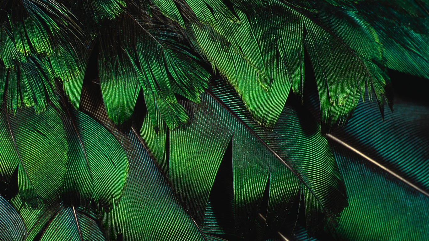 Colorful feather wings close-up wallpaper (2) #9 - 1366x768