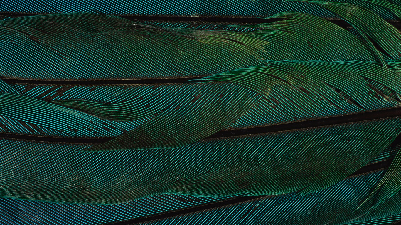 ailes de plumes colorées wallpaper close-up (2) #10 - 1366x768