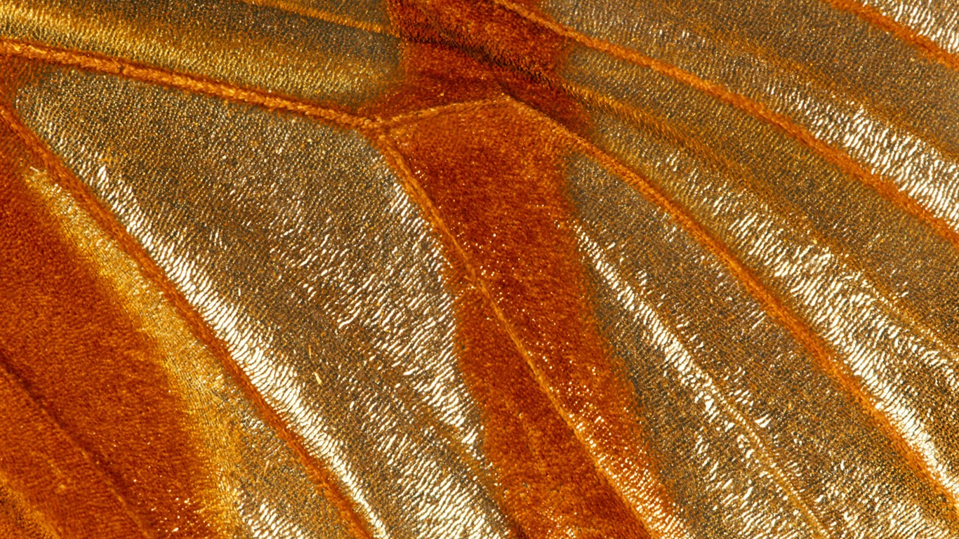 Colorful feather wings close-up wallpaper (2) #11 - 1366x768