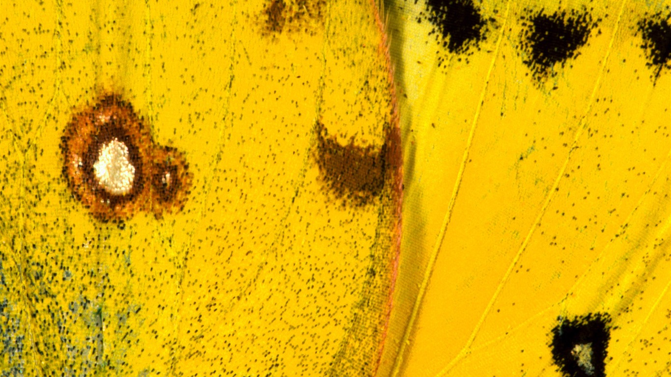 barevné peří křídla close-up tapetu (2) #12 - 1366x768