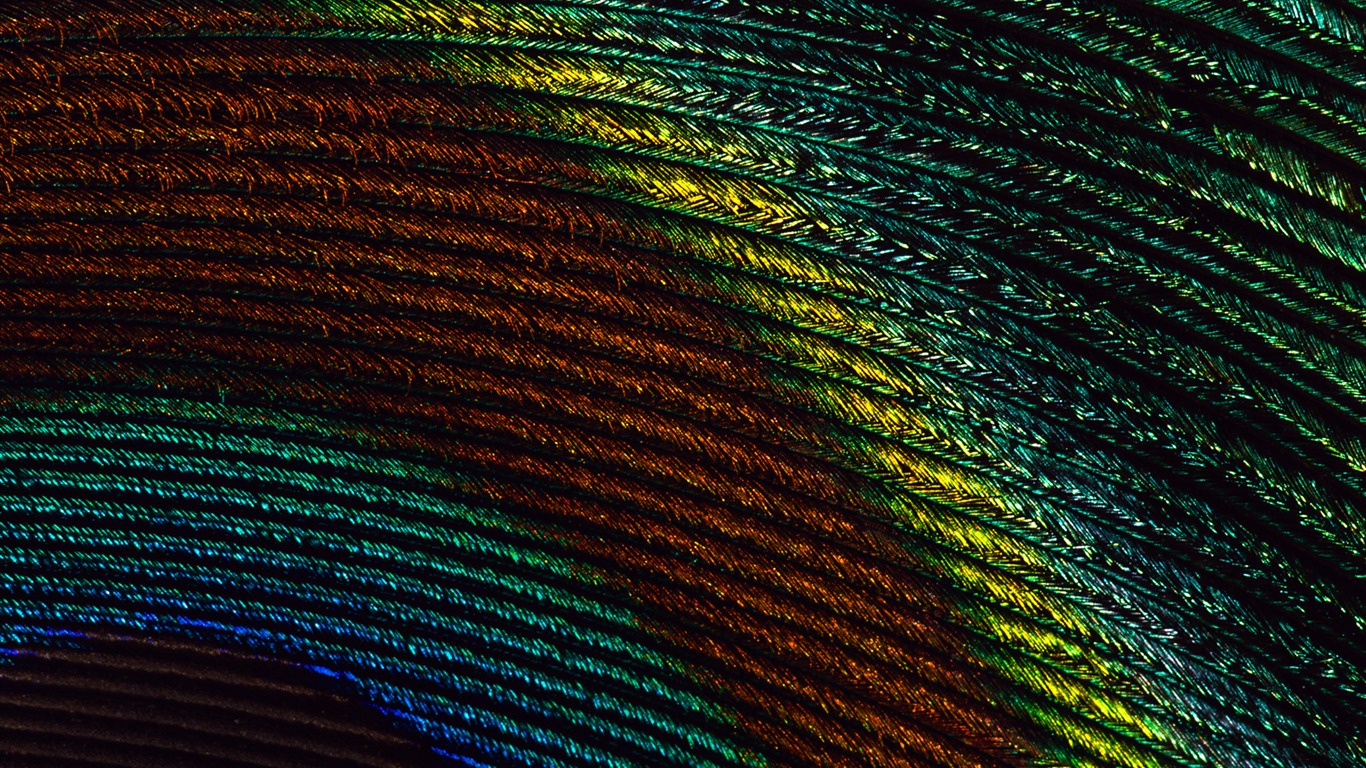 ailes de plumes colorées wallpaper close-up (2) #13 - 1366x768