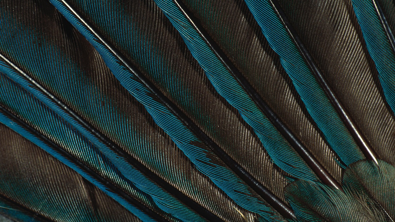 Colorful feather wings close-up wallpaper (2) #14 - 1366x768