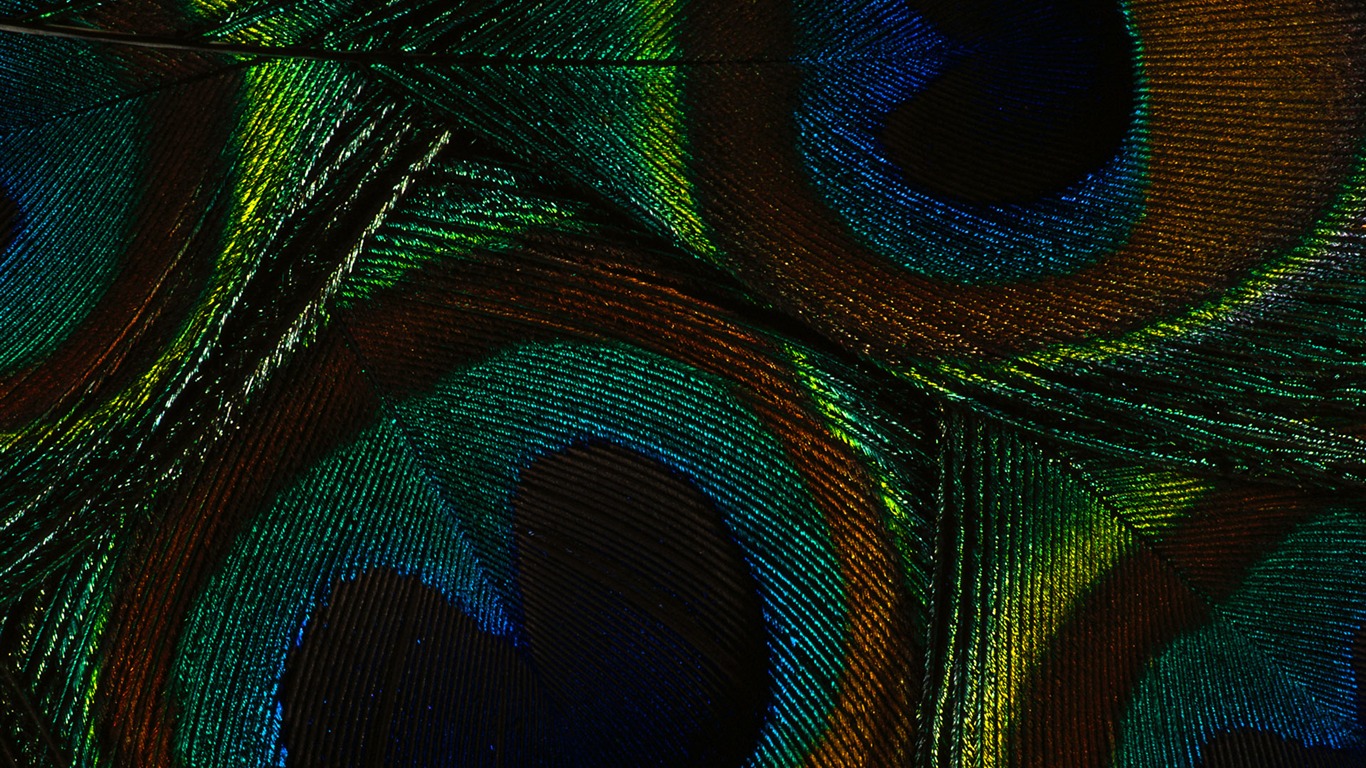 Colorful feather wings close-up wallpaper (2) #19 - 1366x768
