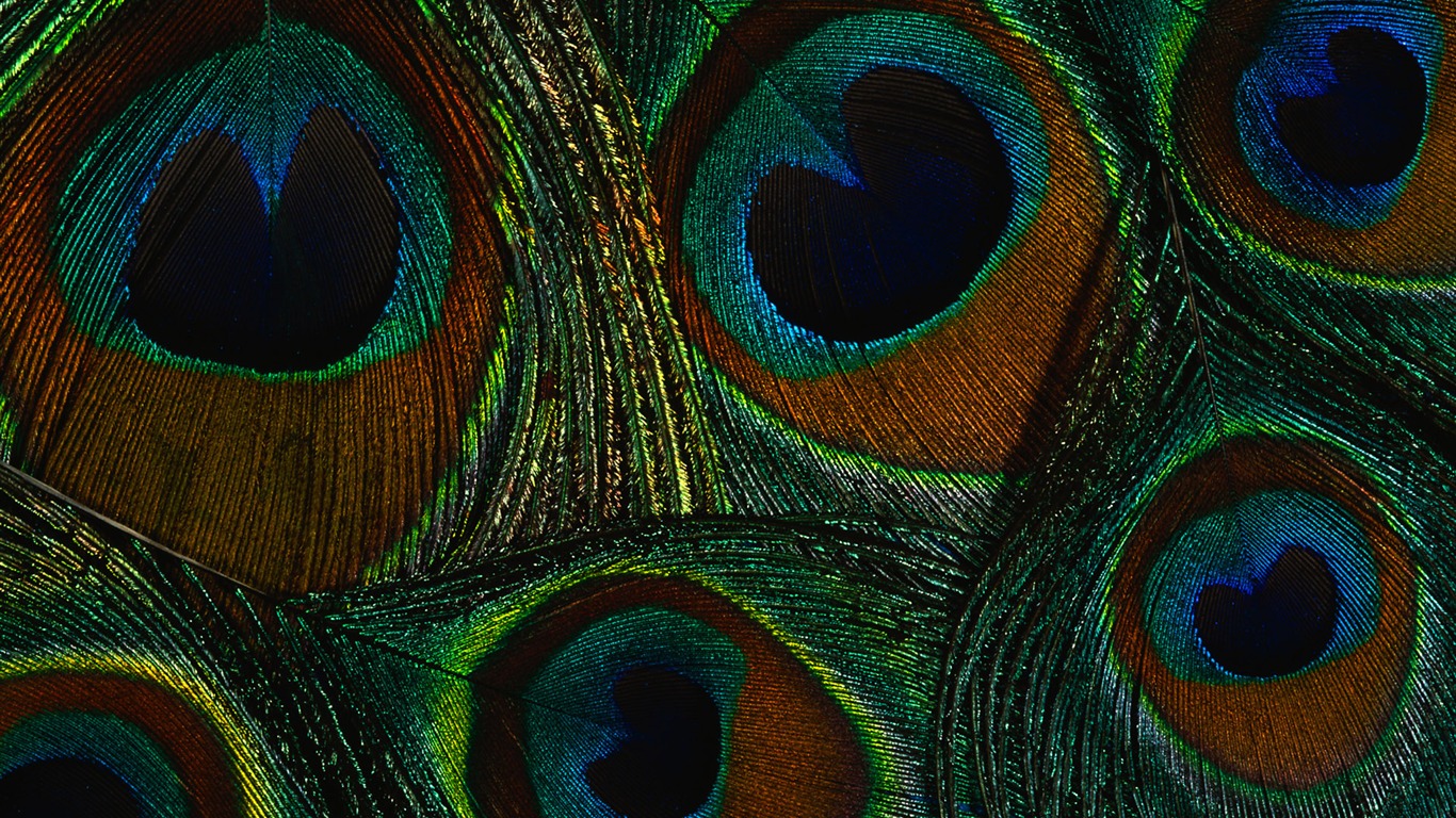 Colorful feather wings close-up wallpaper (2) #20 - 1366x768