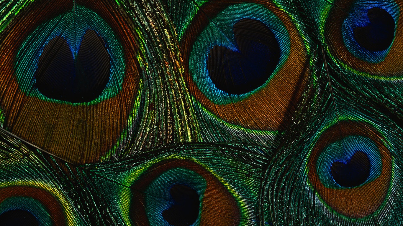 barevné peří křídla close-up tapetu (2) #20 - 1366x768