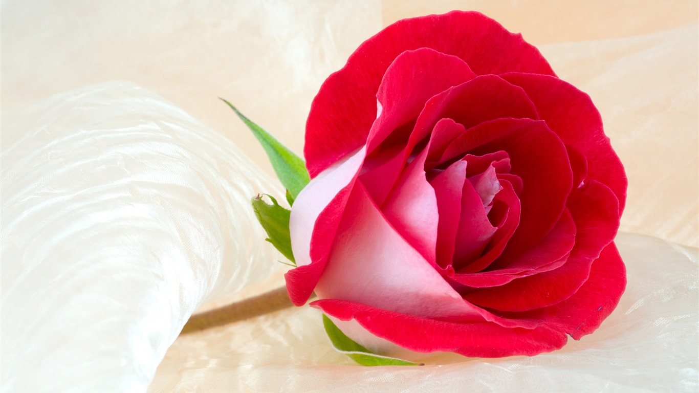 Large Rose Photo Wallpaper (3) #1 - 1366x768