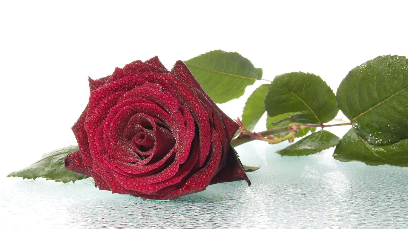 Large Rose Photo Wallpaper (3) #2 - 1366x768