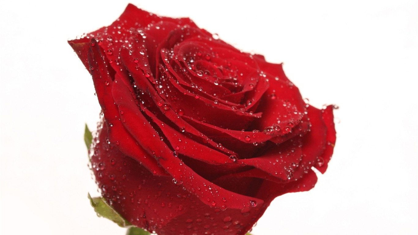 Large Rose Photo Wallpaper (3) #7 - 1366x768