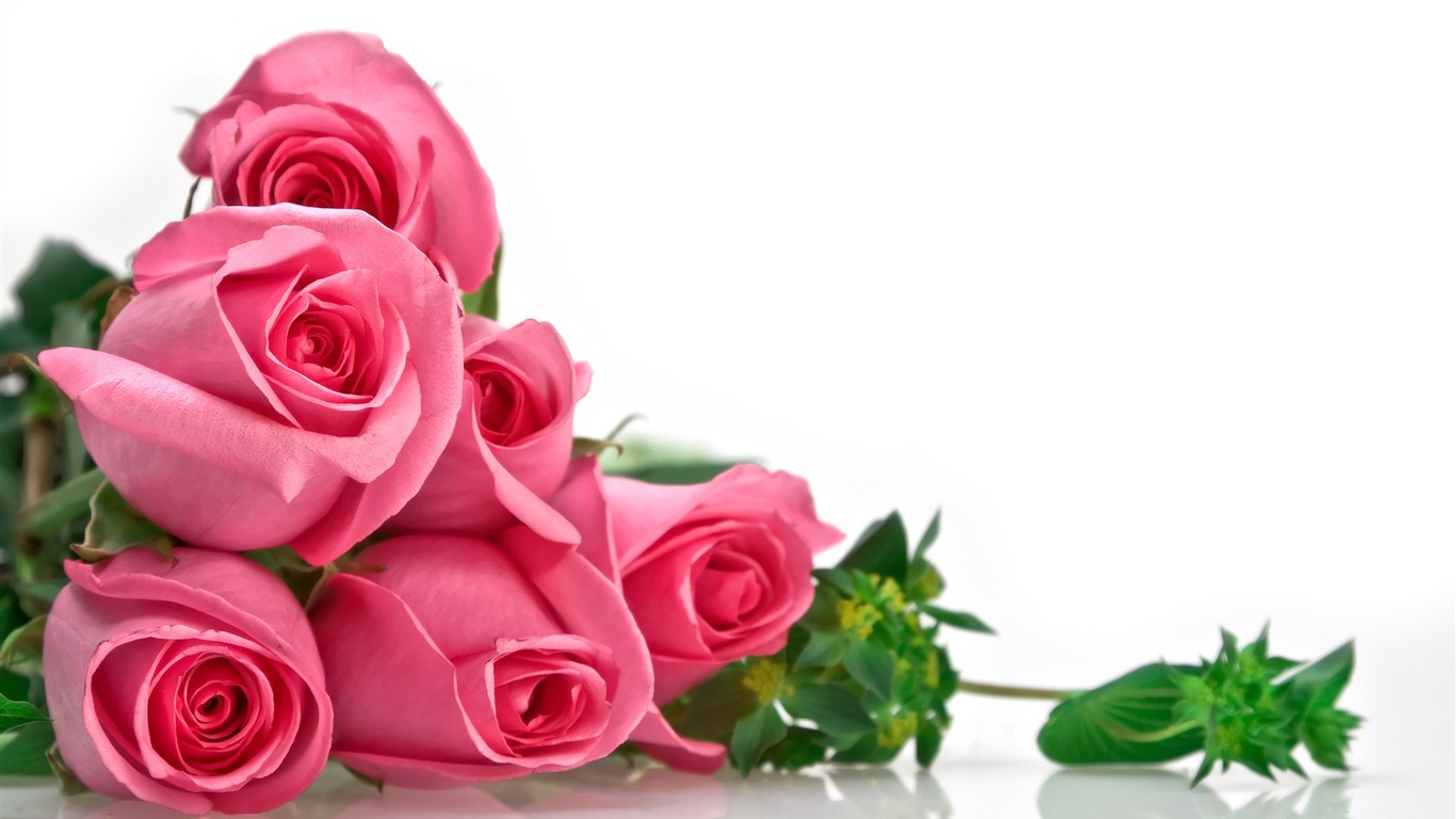 Large Rose Photo Wallpaper (3) #12 - 1366x768