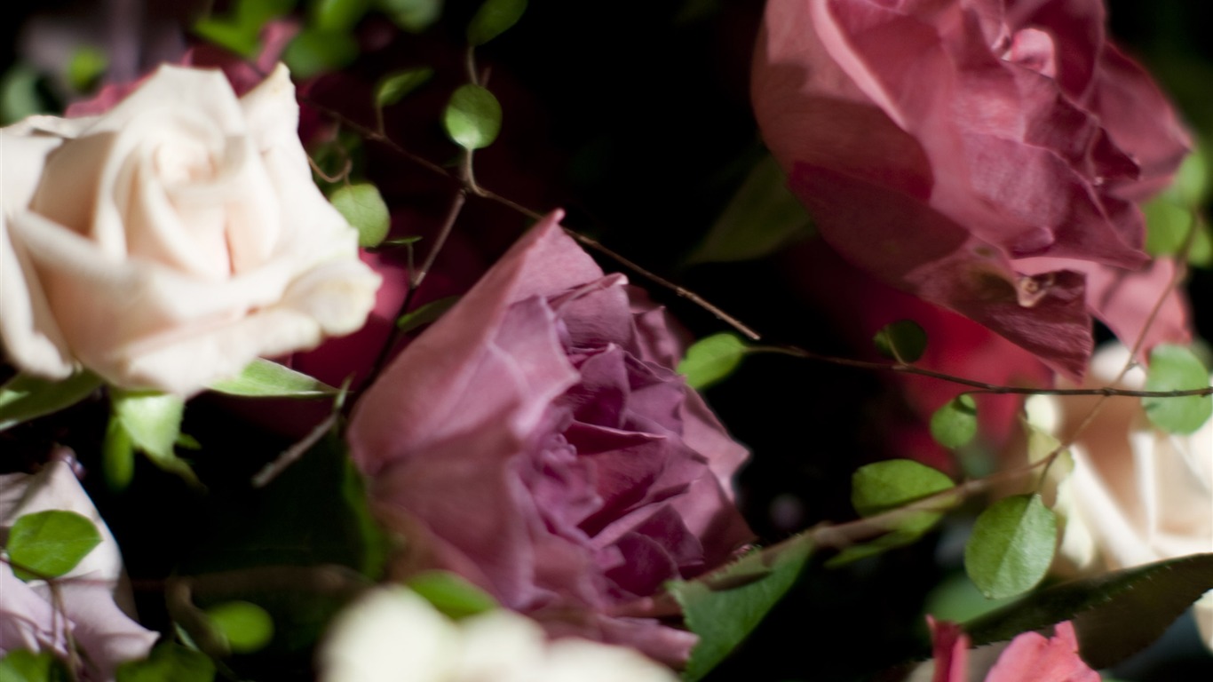 Velké Rose Foto tapety (3) #16 - 1366x768