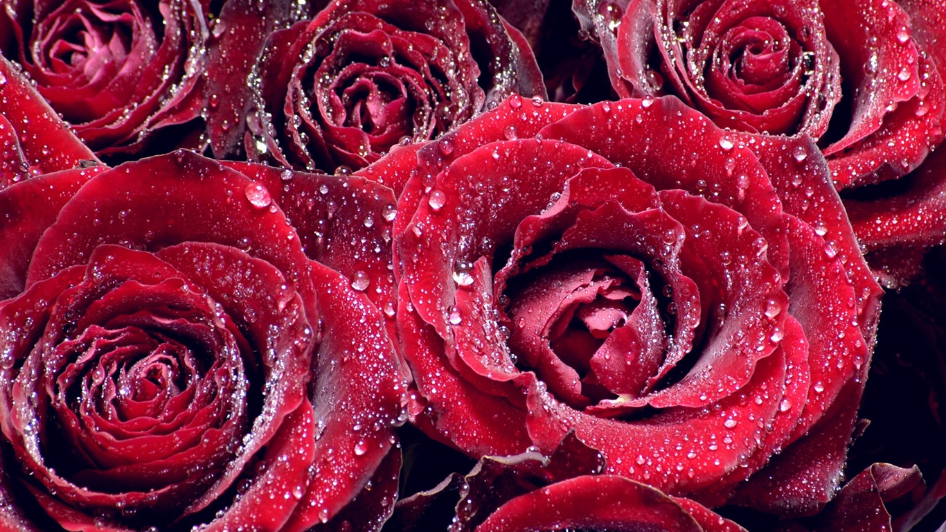 Large Rose Photo Wallpaper (3) #19 - 1366x768