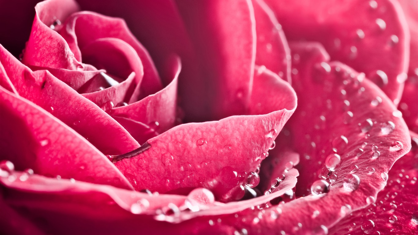 Large Rose Photo Wallpaper (3) #20 - 1366x768