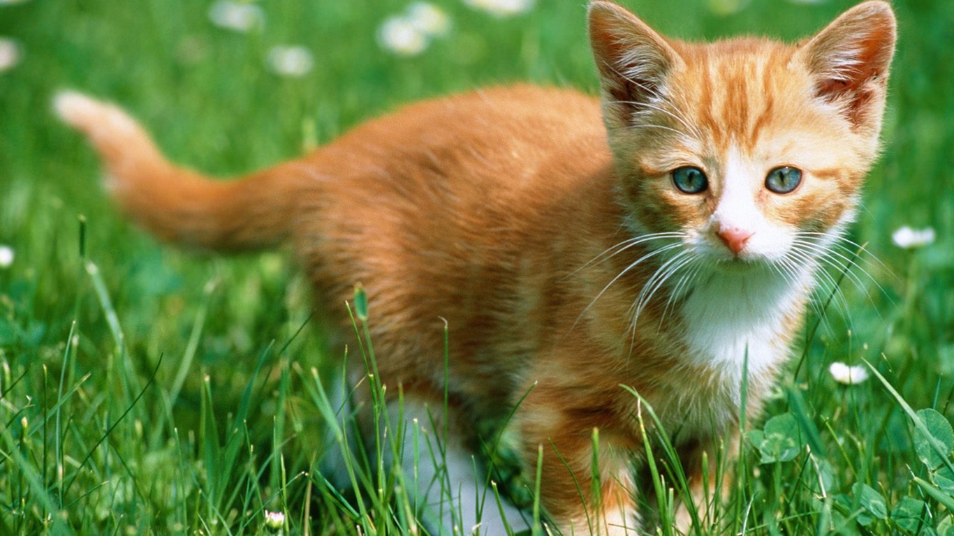 1600 Cat Foto tapety (4) #1 - 1366x768