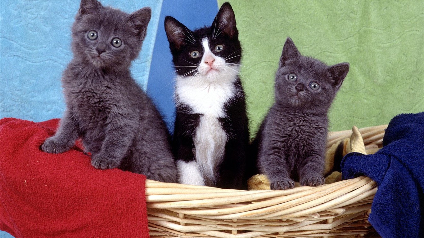 1600 Cat Foto tapety (4) #2 - 1366x768