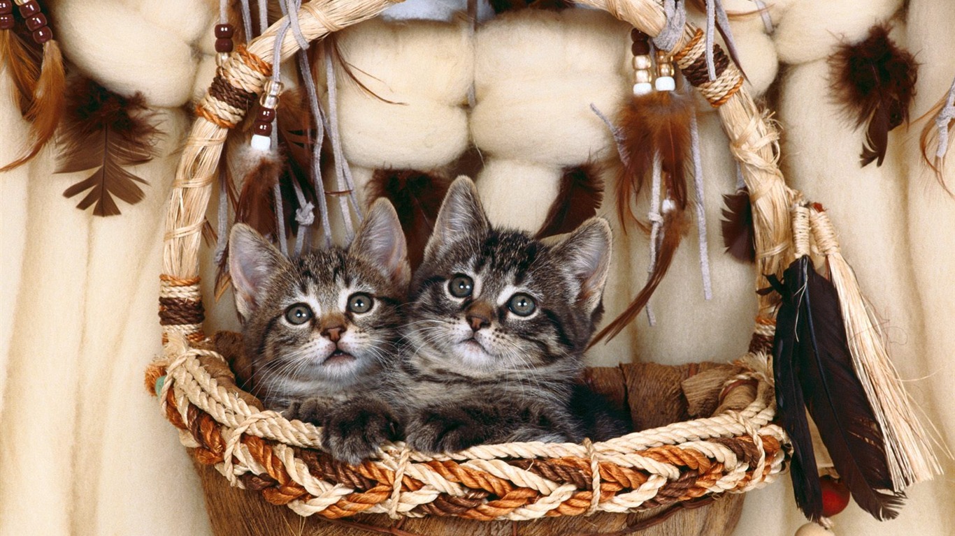 1600 Cat Photo Wallpaper (4) #6 - 1366x768