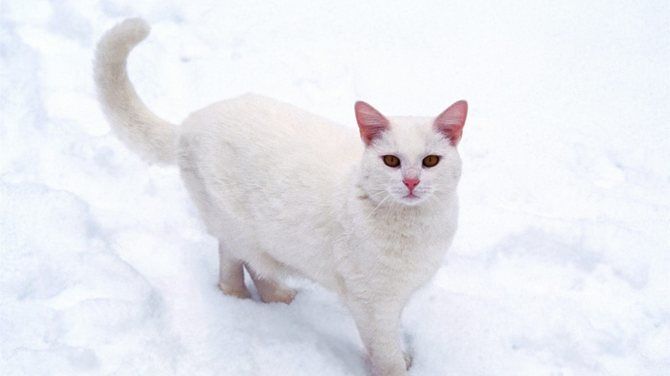 1600 Cat Foto tapety (4) #7 - 1366x768